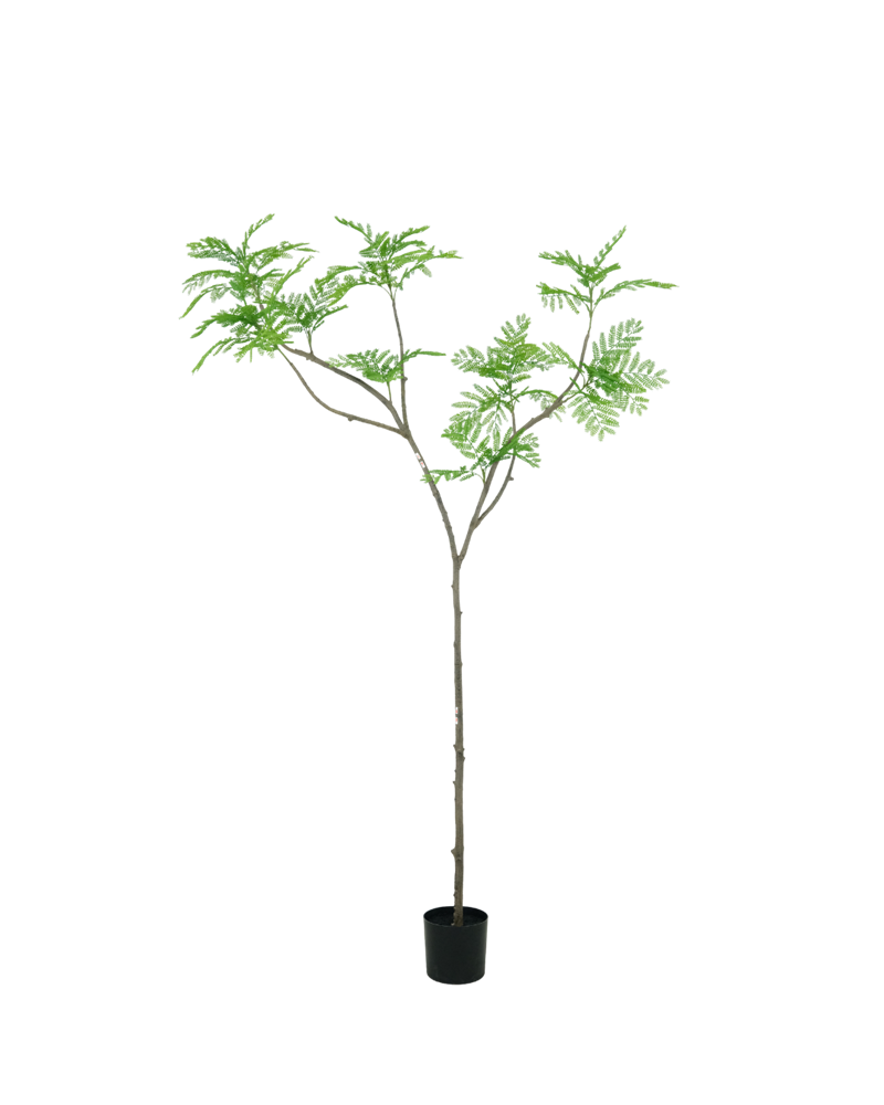 Acacia whisper tree 240cm